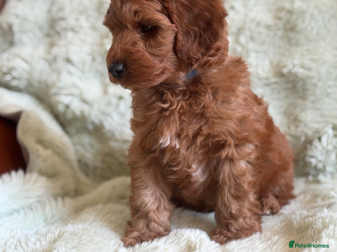 Cockapoo dogs for sale: Gorgeous Cockerpoo F1b - Image 35