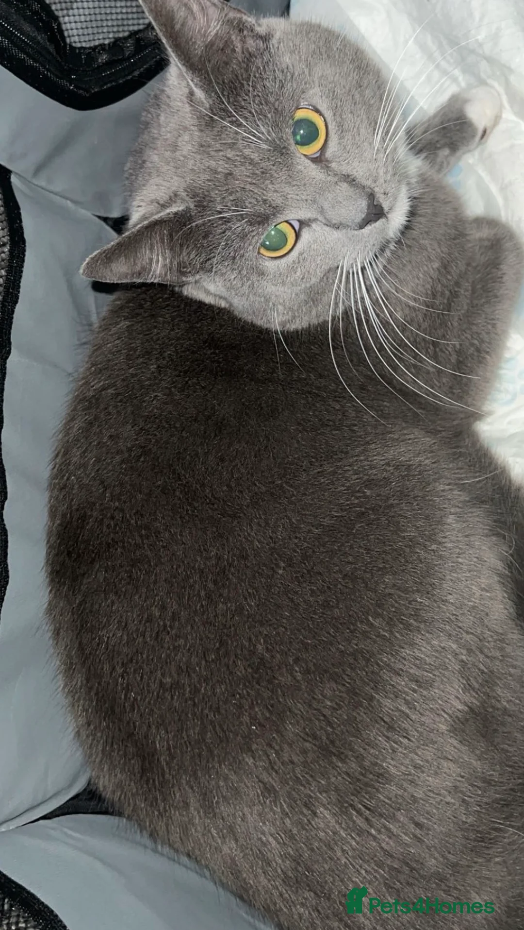Mixed Breed cats for sale: Kittens for sale  - Advert 4
