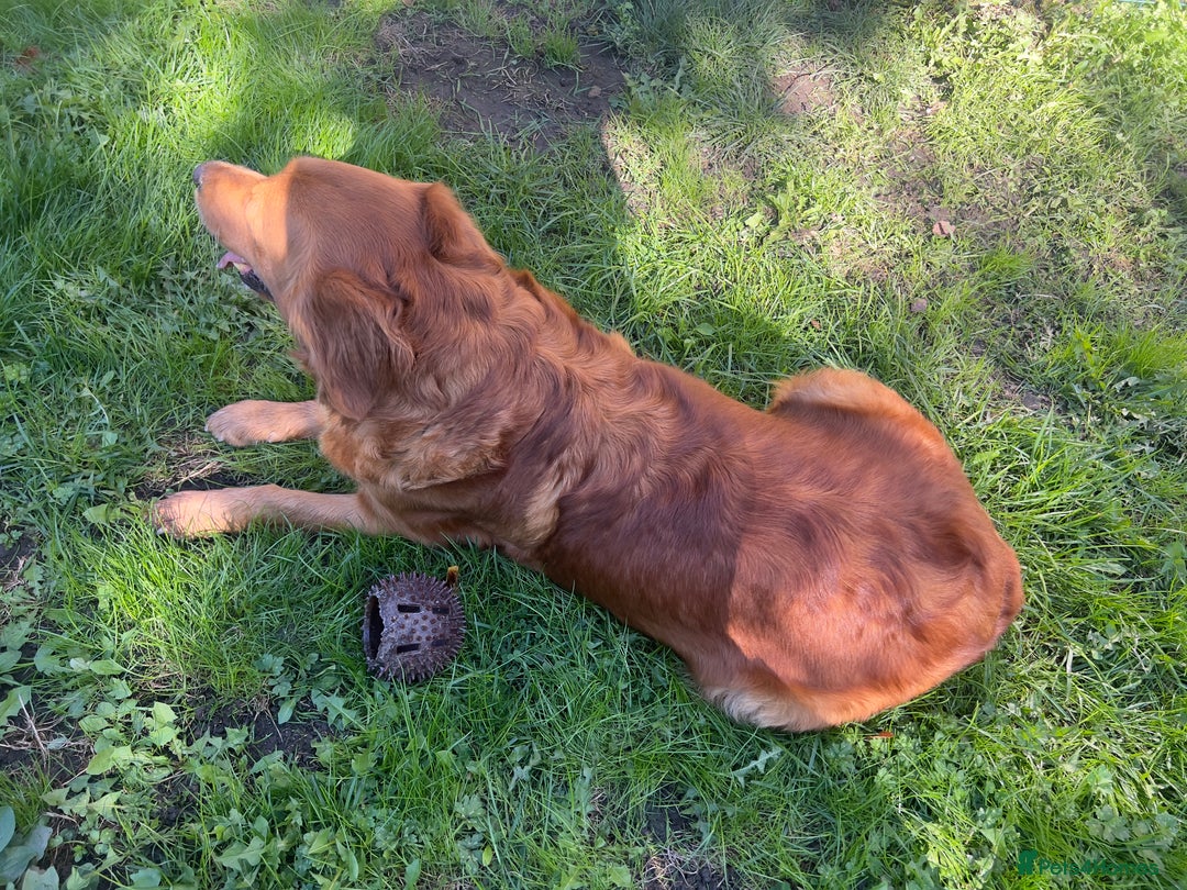 Golden Retriever dogs for sale: Hips elbows DNA perfect. 5 years old this july - Image 11