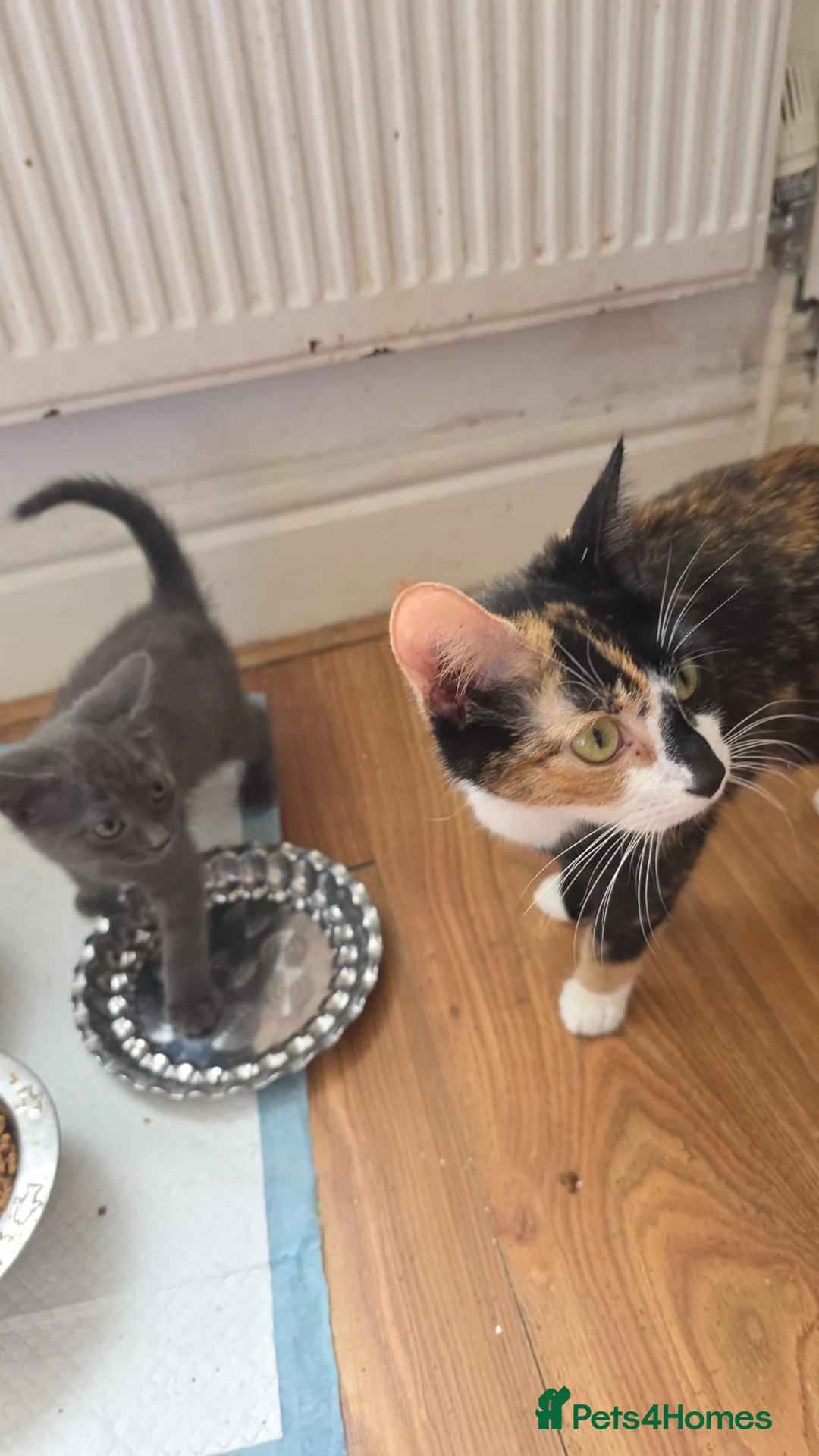 Russian Blue cats for sale: Russian blue male kitten 2 months and 2 weeks old  in Birmingham - Advert 2