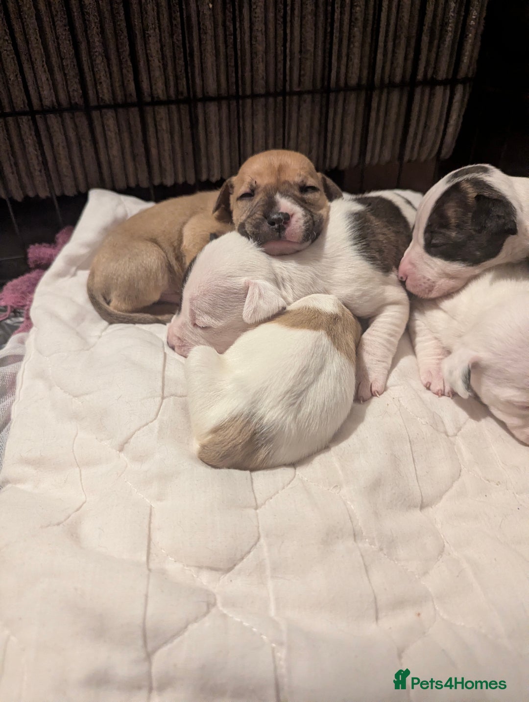 English Bull Terrier dogs for sale: 7 gorgeous EBT x puppies - Advert 16