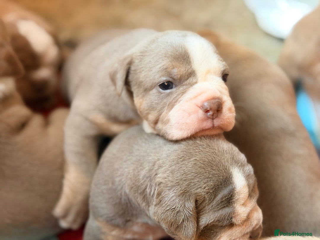 Olde English Bulldogge dogs for sale: Olde English Bulldog Puppies - Family Raised  - Advert 38