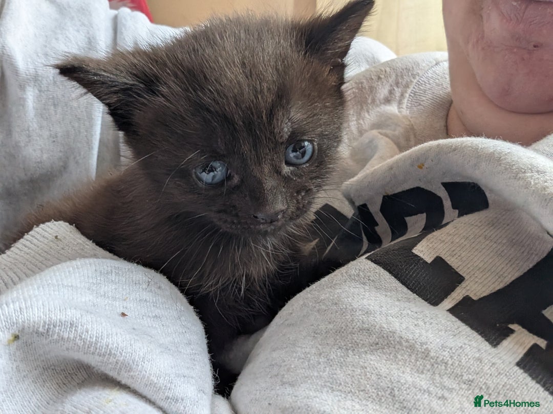 Domestic Shorthair cats for sale: Kittens - Image 4