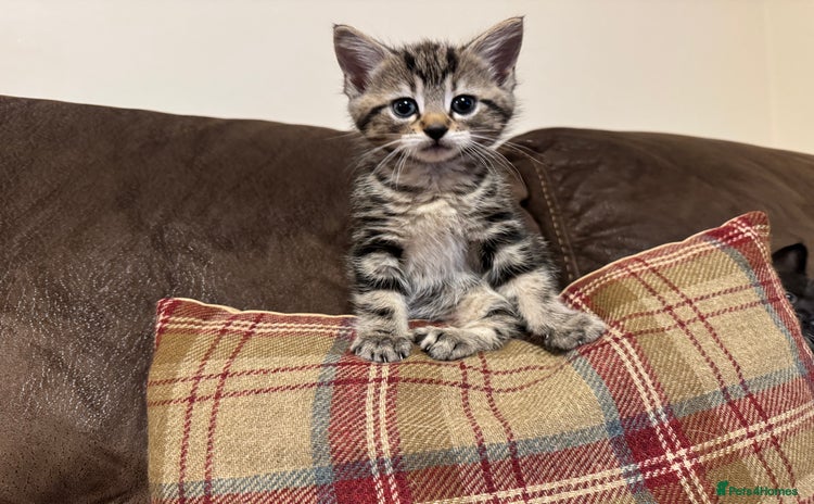Mixed Breed cats - Advert 8