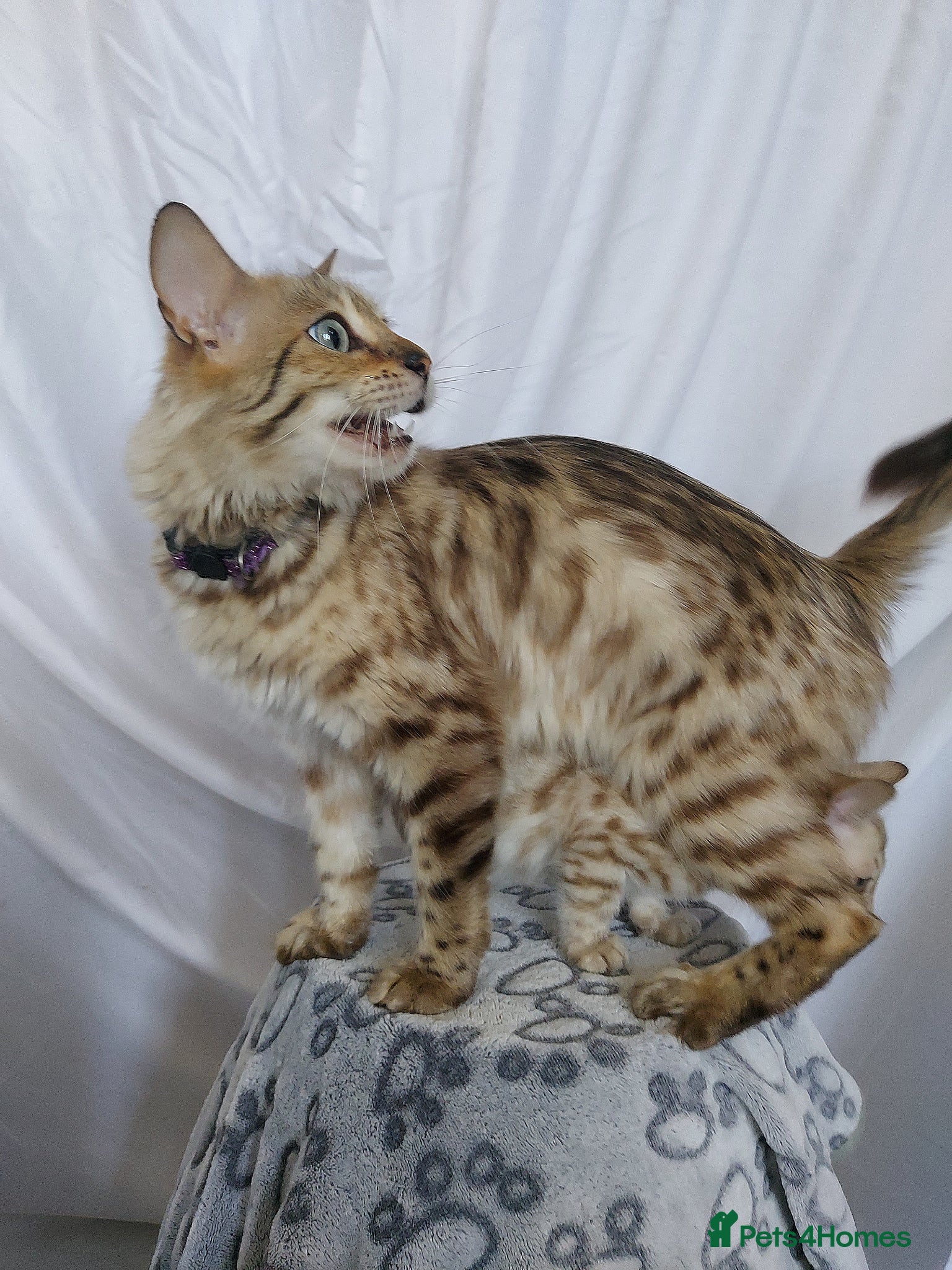 Bengal cats for sale: Pedigree Snow Bengal Kittens  - Advert 3