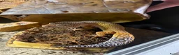 Leopard Gecko reptiles for sale: Leopard gecko and setup for sale  - Advert 3