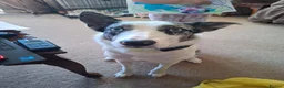 Border Collie dogs for sale: Kayah - Advert 3