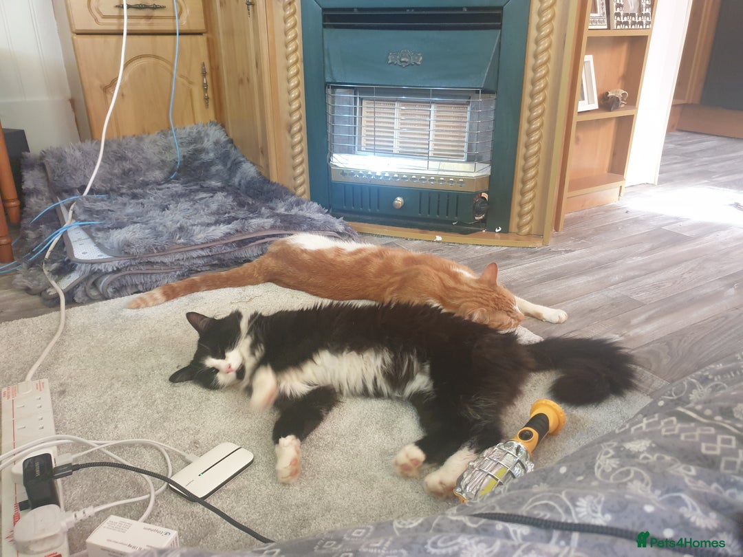 British Shorthair cats for sale: Medium haired black and white 6 year old male cat  - Image 2