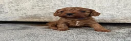 Cavalier King Charles Spaniel dogs for sale: Beautiful Cavalier King Charles Spaniel Puppies - Advert 10