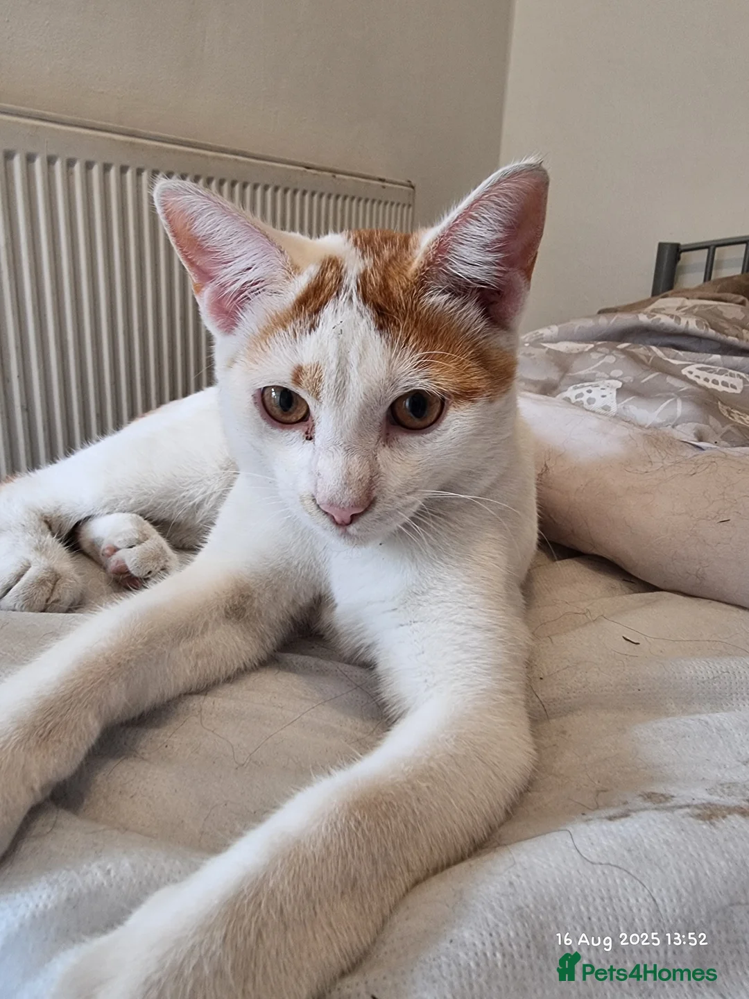 Brazilian Shorthair cats for sale: Family of 3 gorgeous cats for adoption - Advert 5