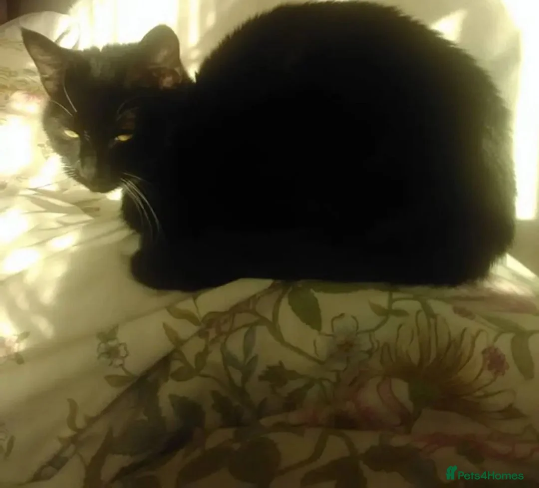 Mixed Breed cats for sale: Female cat in Torquay - Advert 1