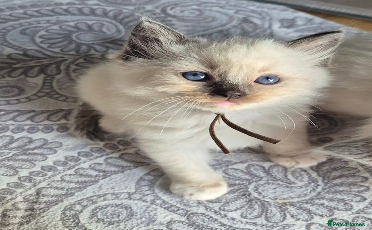 Ragdoll cats - Advert 1