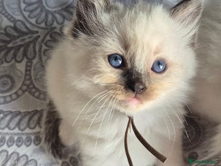 Ragdoll cats - Advert 24