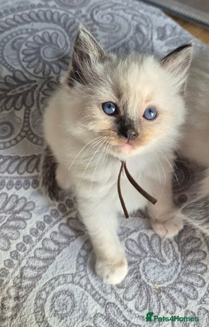 Ragdoll cats - Advert 1