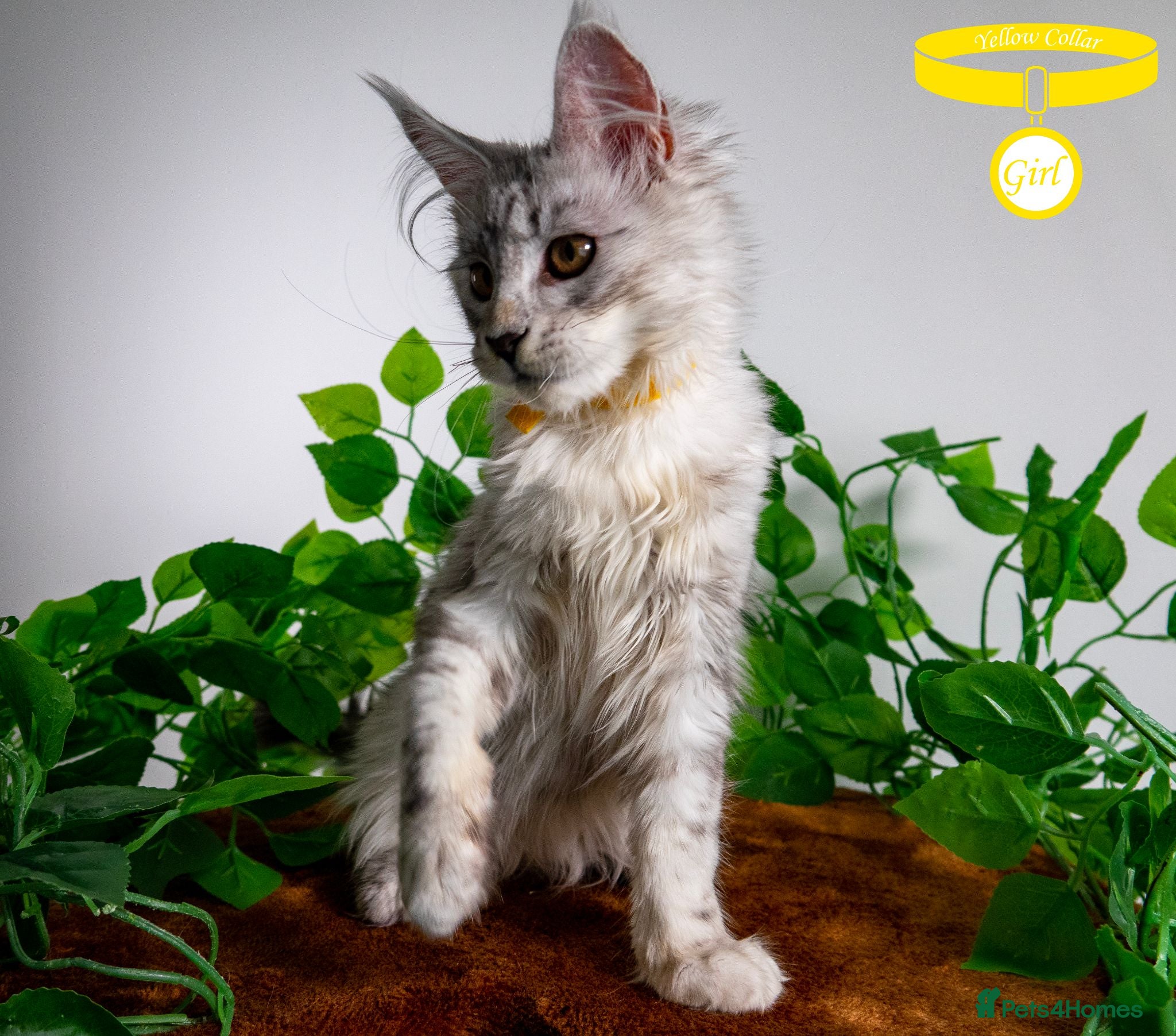 Maine Coon cats ❤️𝕾𝖙𝖚𝖓𝖓𝖎𝖓𝖌❤️ Maine Coon Kittens Ready - Advert 1