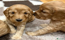 Cockapoo dogs for sale: F1 Miniature Cockapoo puppies  - Image 3