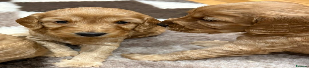 Cockapoo Puppy 2