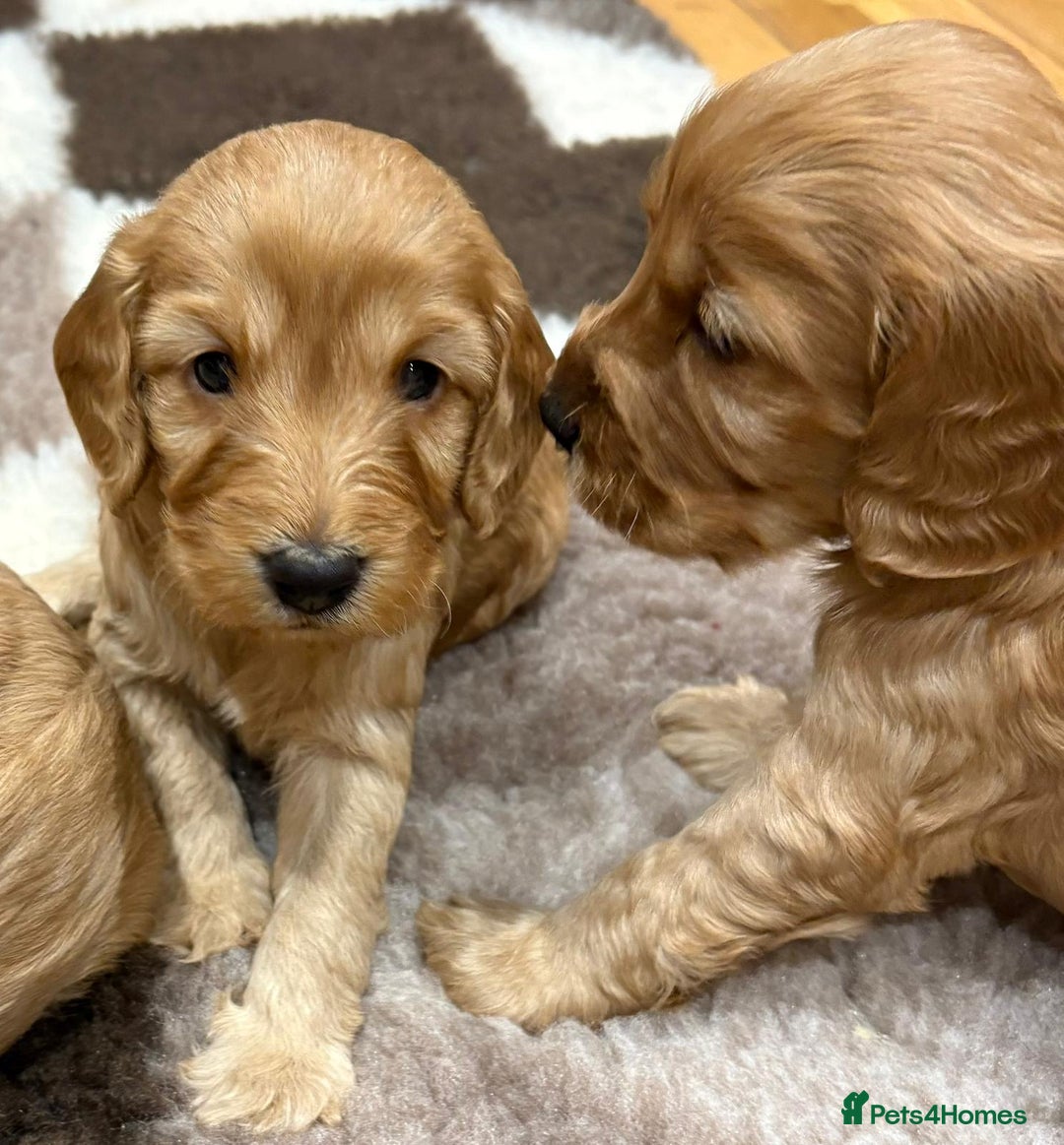 Cockapoo dogs for sale: F1 Miniature Cockapoo puppies  - Image 3