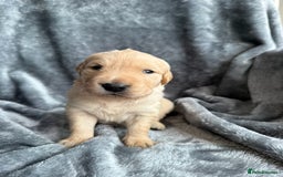 Golden Retriever dogs for sale: Rare & wonderful petite golden retrievers - Image 24