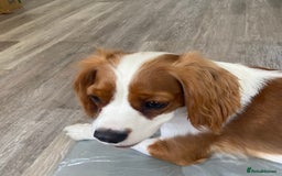 Cockalier dogs for sale: Cavalier Puppy–Loving, Healthy, and Full of Joy - Image 5