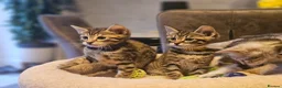 Savannah cats for sale: F3 Savannah Kittens for Sale - Advert 26