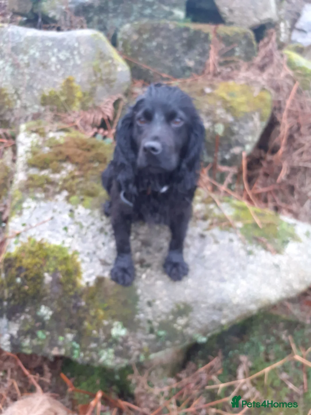 Mixed Breed dogs for sale: Cocker x Collie Puppies in Launceston - Advert 1