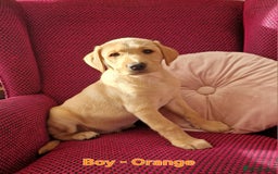 Mixed Breed dogs for sale: Labrador Cross Pups - Image 11