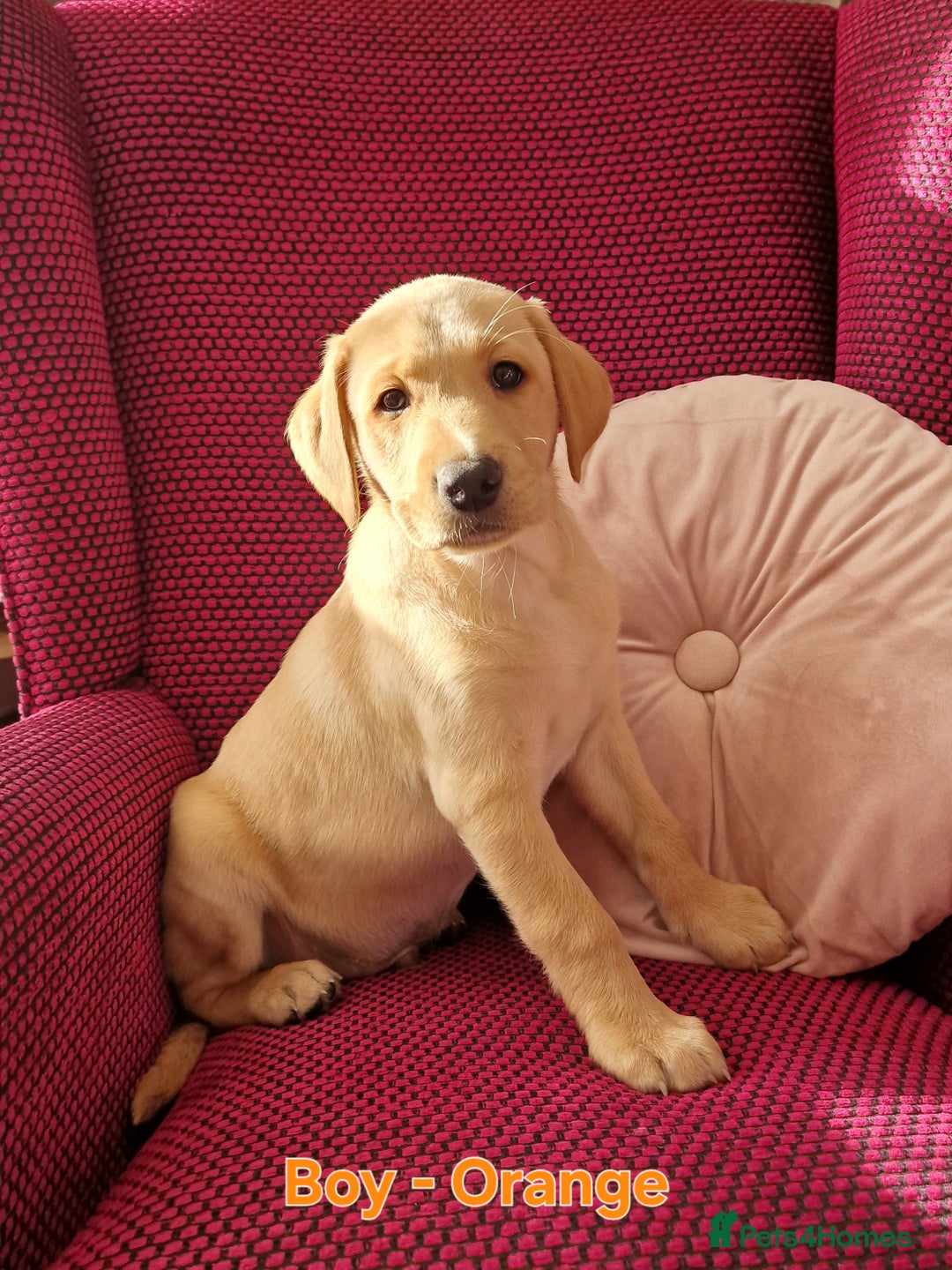 Mixed Breed dogs for sale: Labrador Cross Pups - Image 11