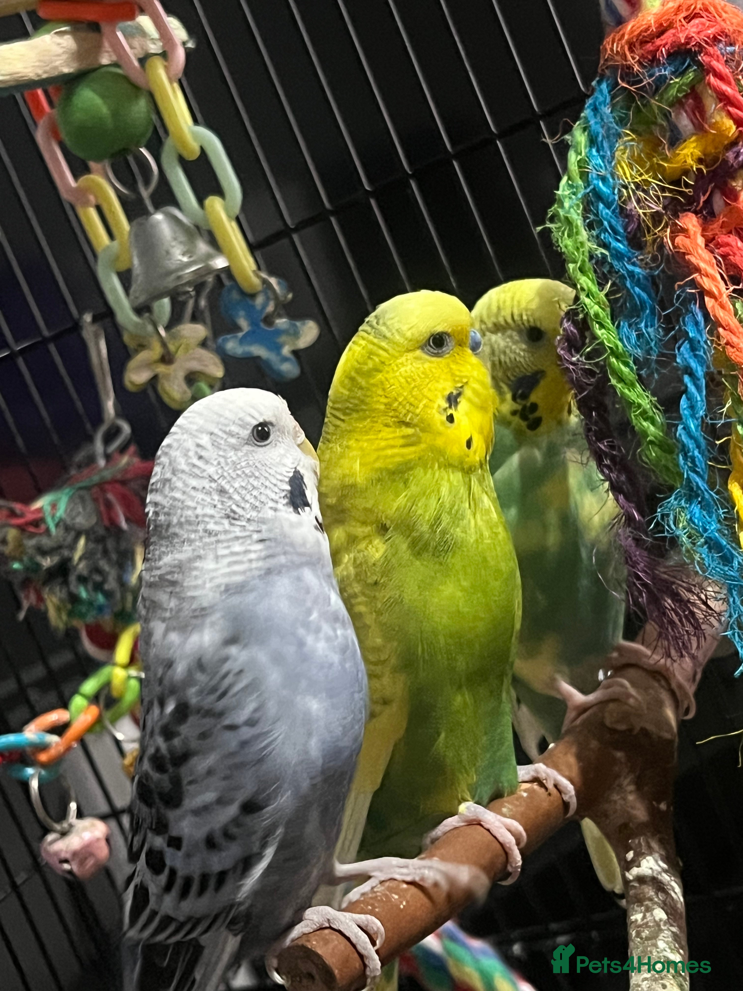 Budgerigars birds bugies for sale  - Advert 1
