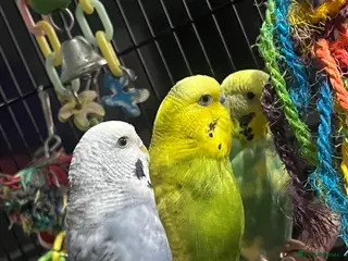 Budgerigars birds bugies for sale - Advert 1