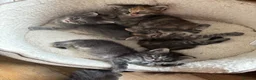 Ragcoon cats for sale: Mâine Coon x Ragdoll, Ragcoon kittens available  - Advert 9