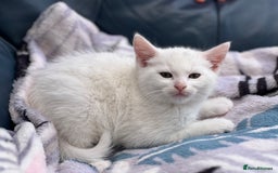 Mixed Breed cats for sale: Cross taby for sale  - Image 2