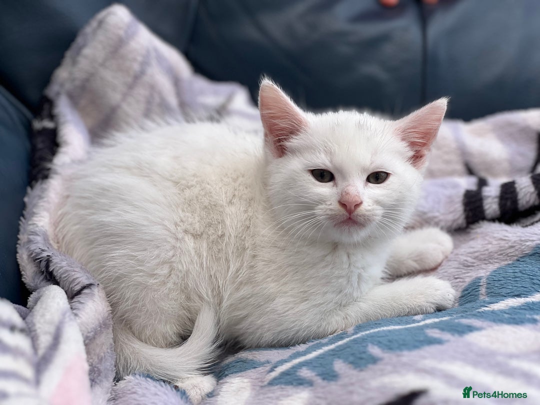 Mixed Breed cats for sale: Cross taby for sale  - Image 2
