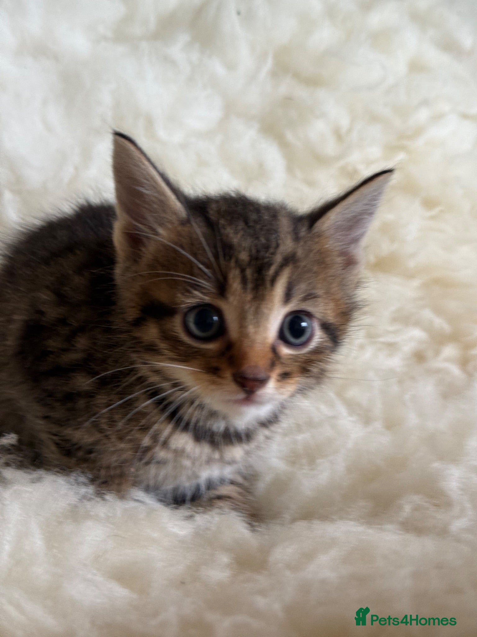 Mixed Breed cats Home Reared Kittens – ready Sat 11th July - Advert 1