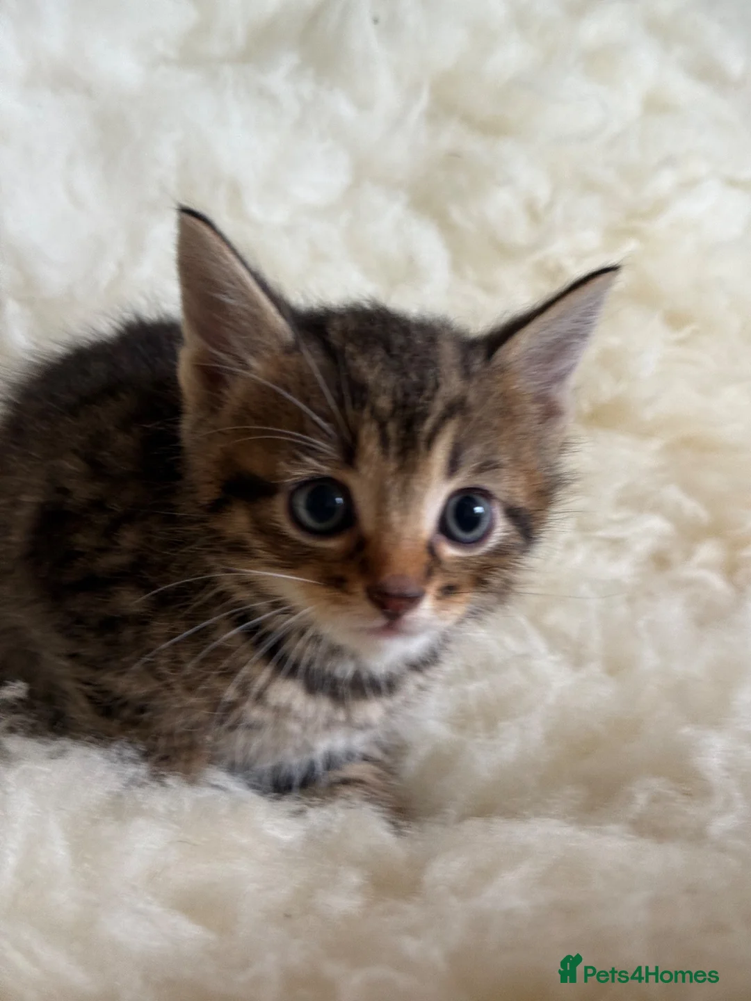 Mixed Breed cats for sale: Home Reared Kittens – ready Sat 11th July - Advert 1