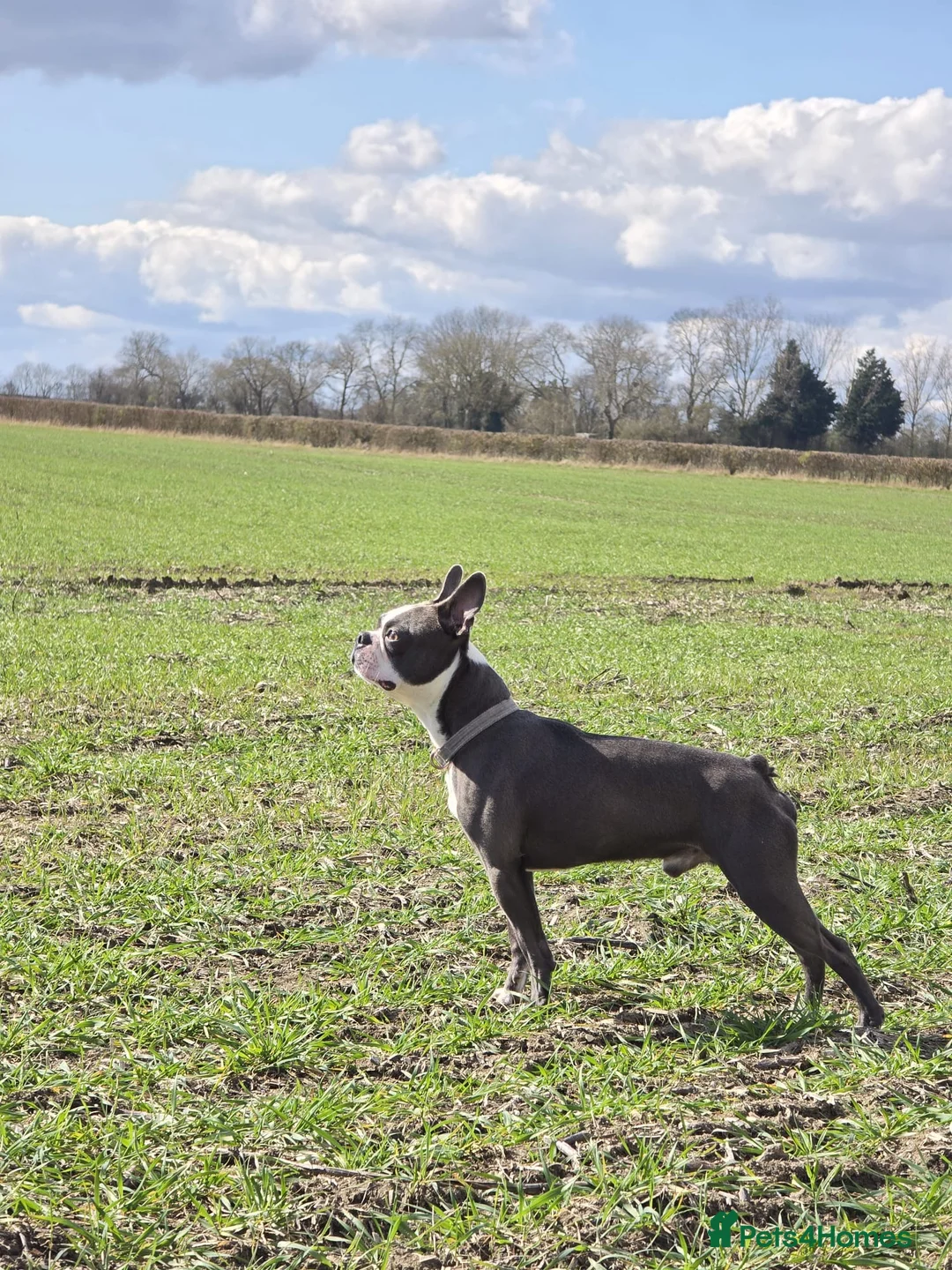 Boston Terrier dogs for stud: Boston terrier for stud blue&white proven KC regis in Wantage - Advert 3