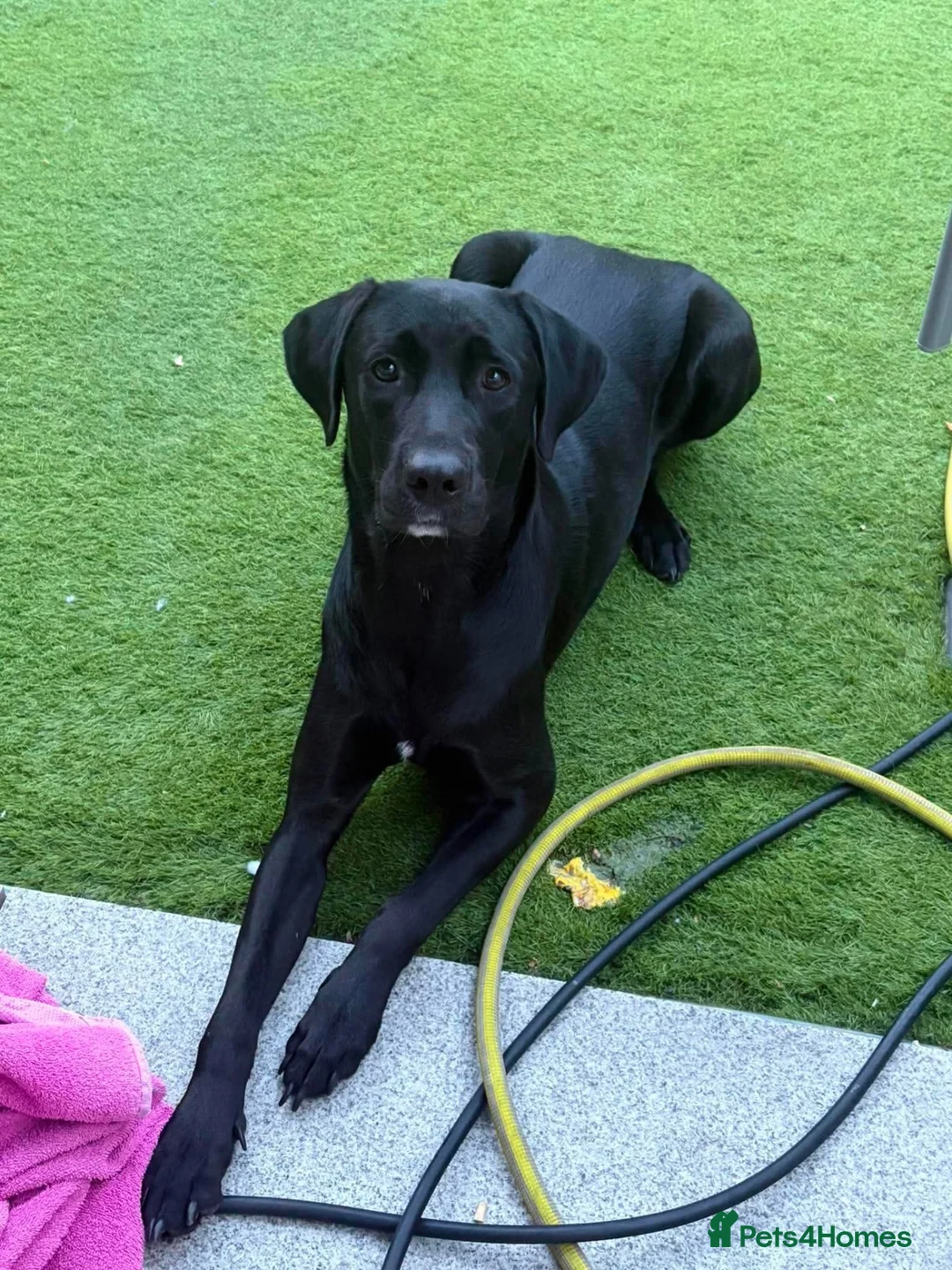 Mixed Breed dogs for adoption: Spritz ❤️ in Hornchurch - Advert 2