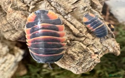 Mixed Breed invertebrates for sale: Isopods and dry goods available!  - Image 1