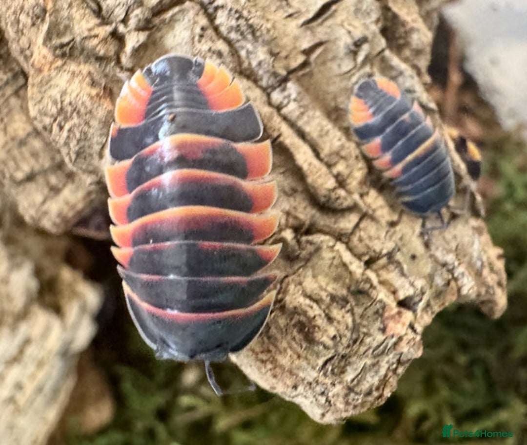 Mixed Breed invertebrates for sale: Isopods and dry goods available!  - Image 1