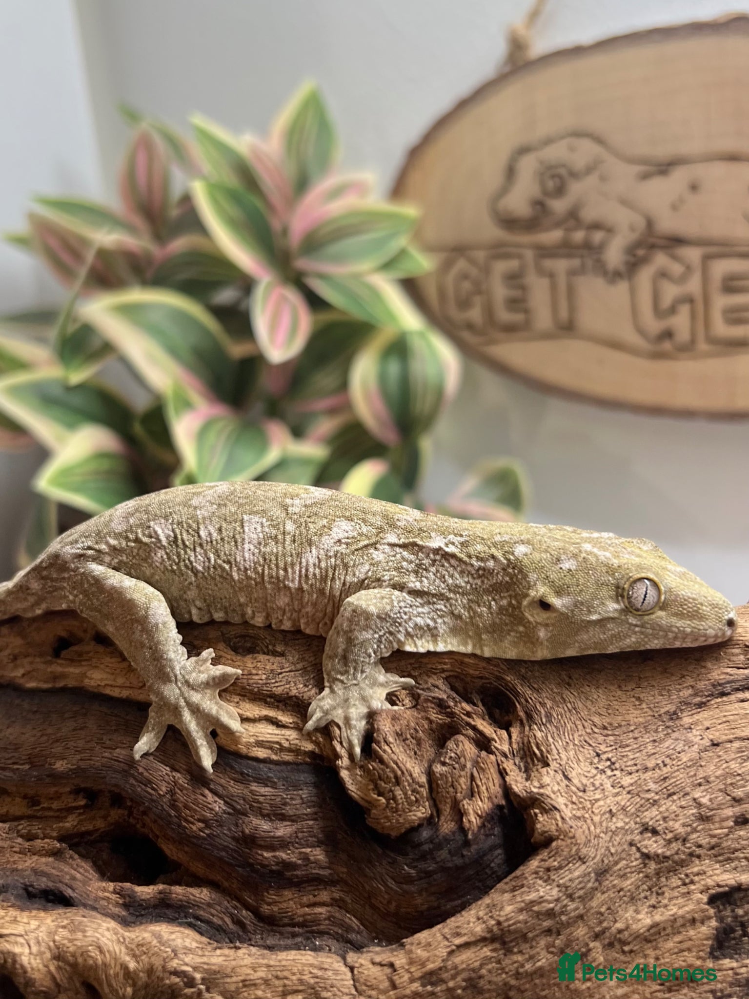 Gecko reptiles CB25 Pine Island Leachianus Gecko - Advert 1