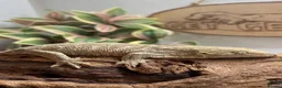 Gecko reptiles for sale: CB25 Pine Island Leachianus Gecko - Advert 1
