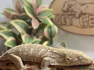 Gecko reptiles CB25 Pine Island Leachianus Gecko - Advert 1