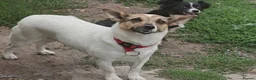 Mixed Breed dogs for adoption: ❤️🐶 SANYA – LOVING, CLEVER, JOYFUL SMALL GIRL in Redditch - Advert 2