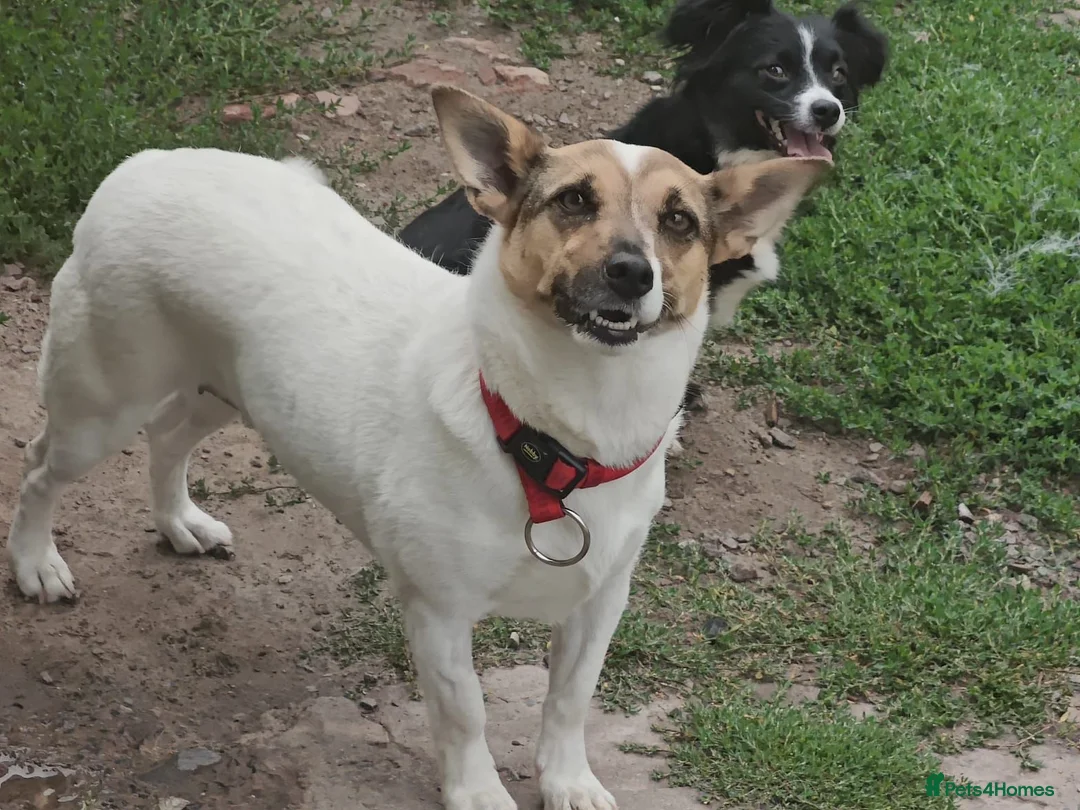 Mixed Breed dogs for adoption: ❤️🐶 SANYA – LOVING, CLEVER, JOYFUL SMALL GIRL in Redditch - Advert 2