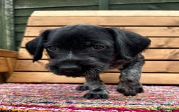 German Wirehaired Pointer dogs for sale: German Wirehaired Pointer Puppies for Sale - Image 3