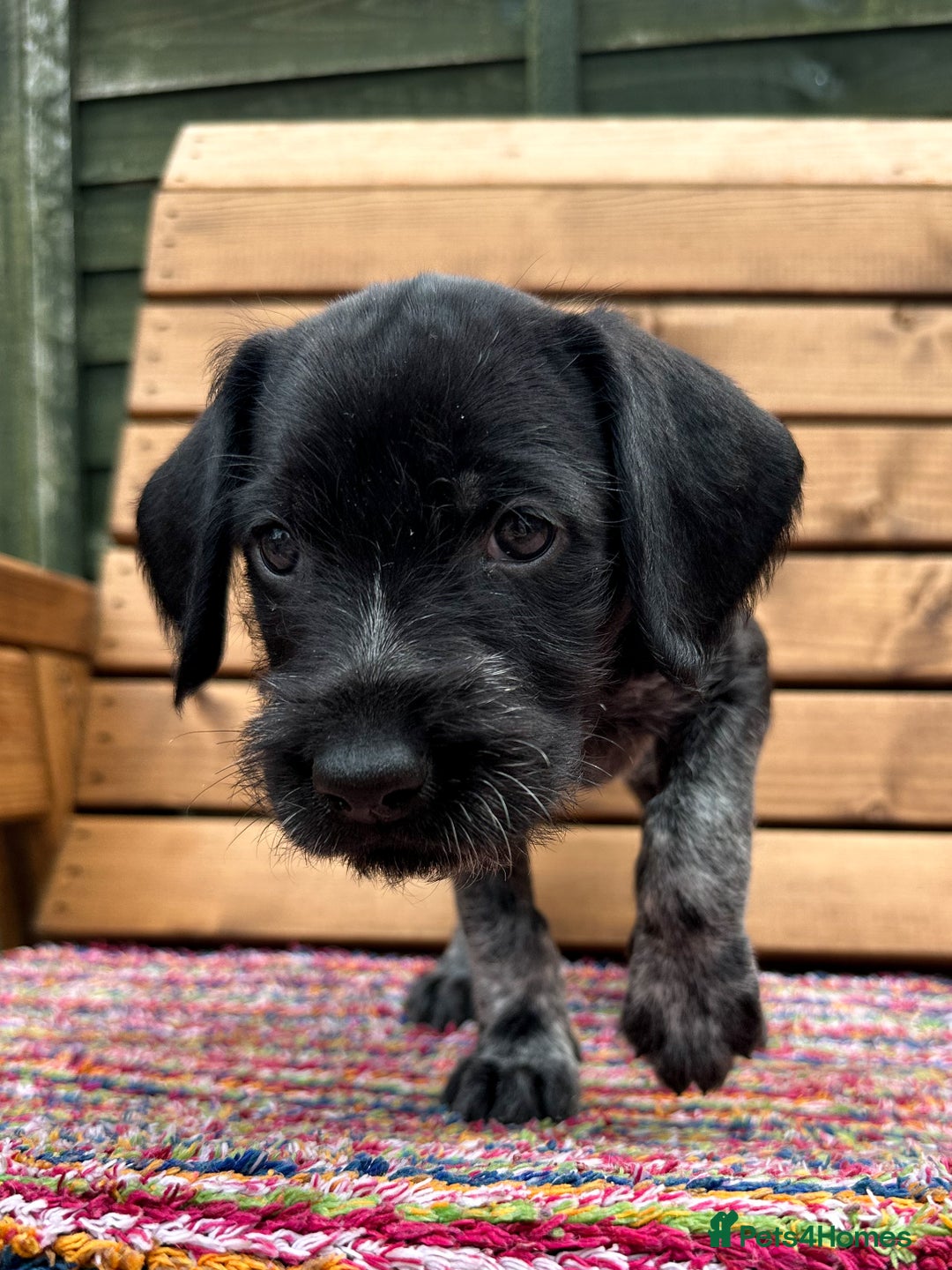German Wirehaired Pointer dogs for sale: German Wirehaired Pointer Puppies for Sale - Image 3