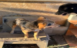 Mixed Breed dogs for adoption: JASPER - a Superb Puppy Boy, for a Loving Home - Image 16