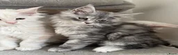 Maine Coon cats for sale: Stunning litter of Maine coon babies!  - Advert 14