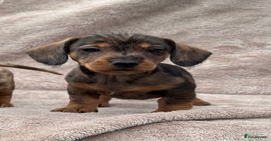 Dachshund dogs - Advert 5