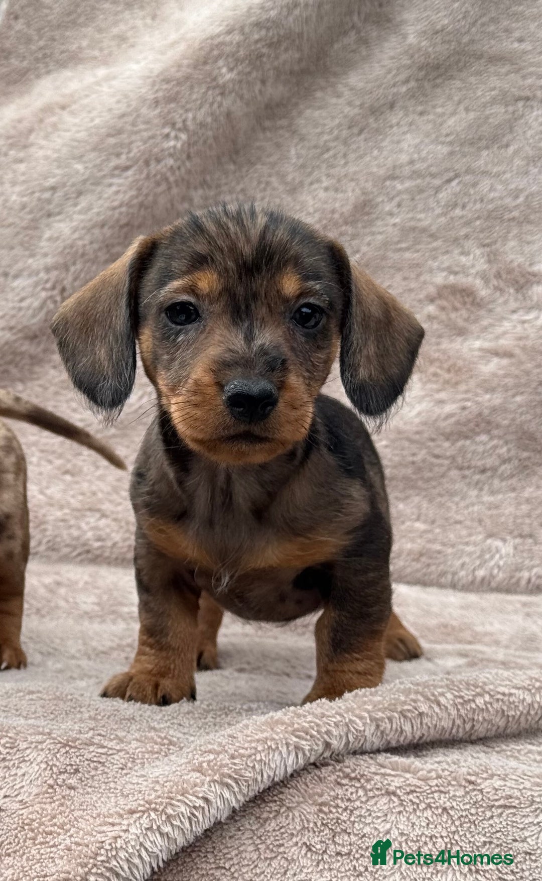 Dachshund dogs for sale: Miniature dachshund x Teckel puppies-Ready now!  - Image 3